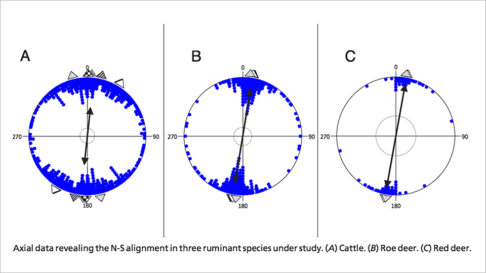Examinations of cattle and deer from satellite images reveal that they align their body axes along the earth's magnetic field. Image credit: Begall et al.
